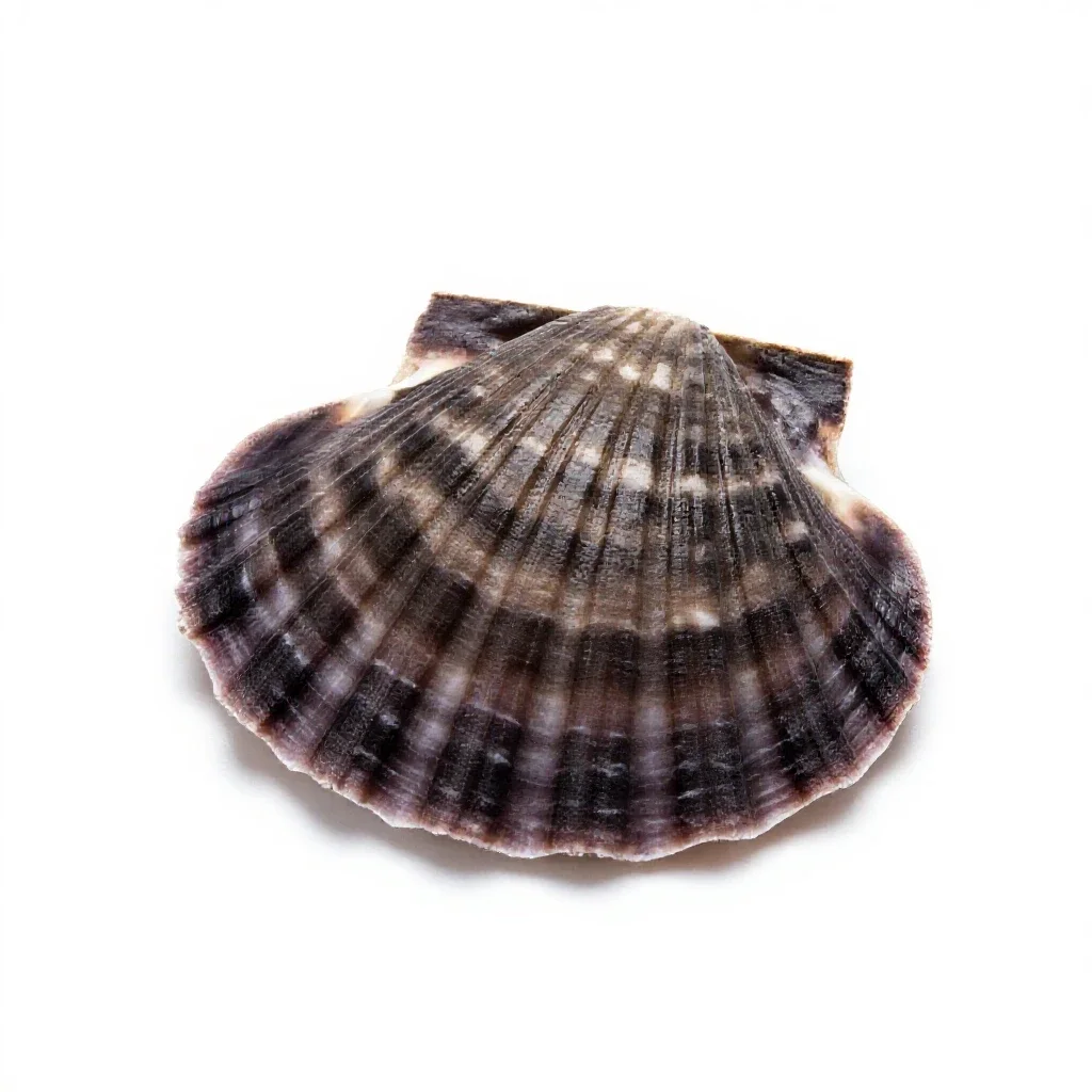 Scallop isolated on a white background