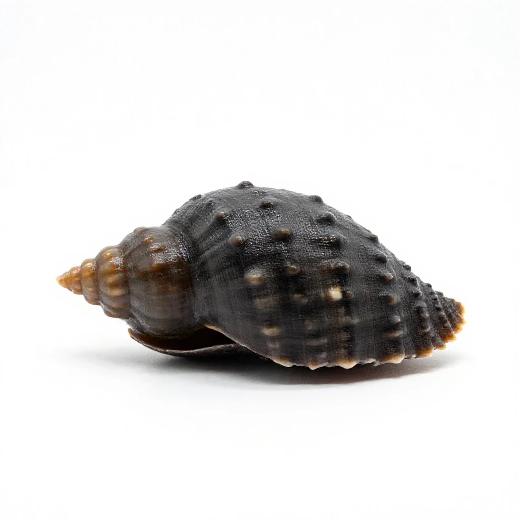 Scaphopod isolated on a white background