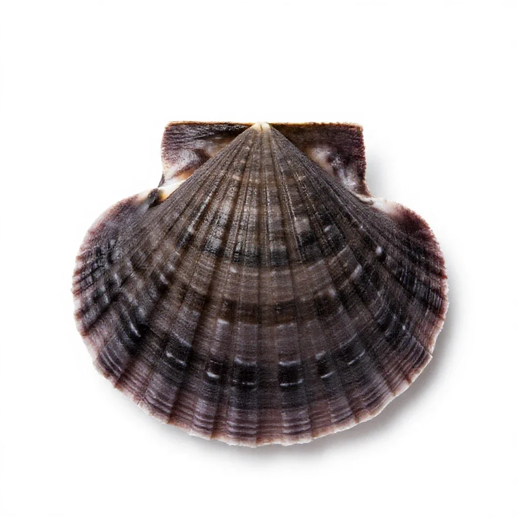 Sea scallop isolated on a white background