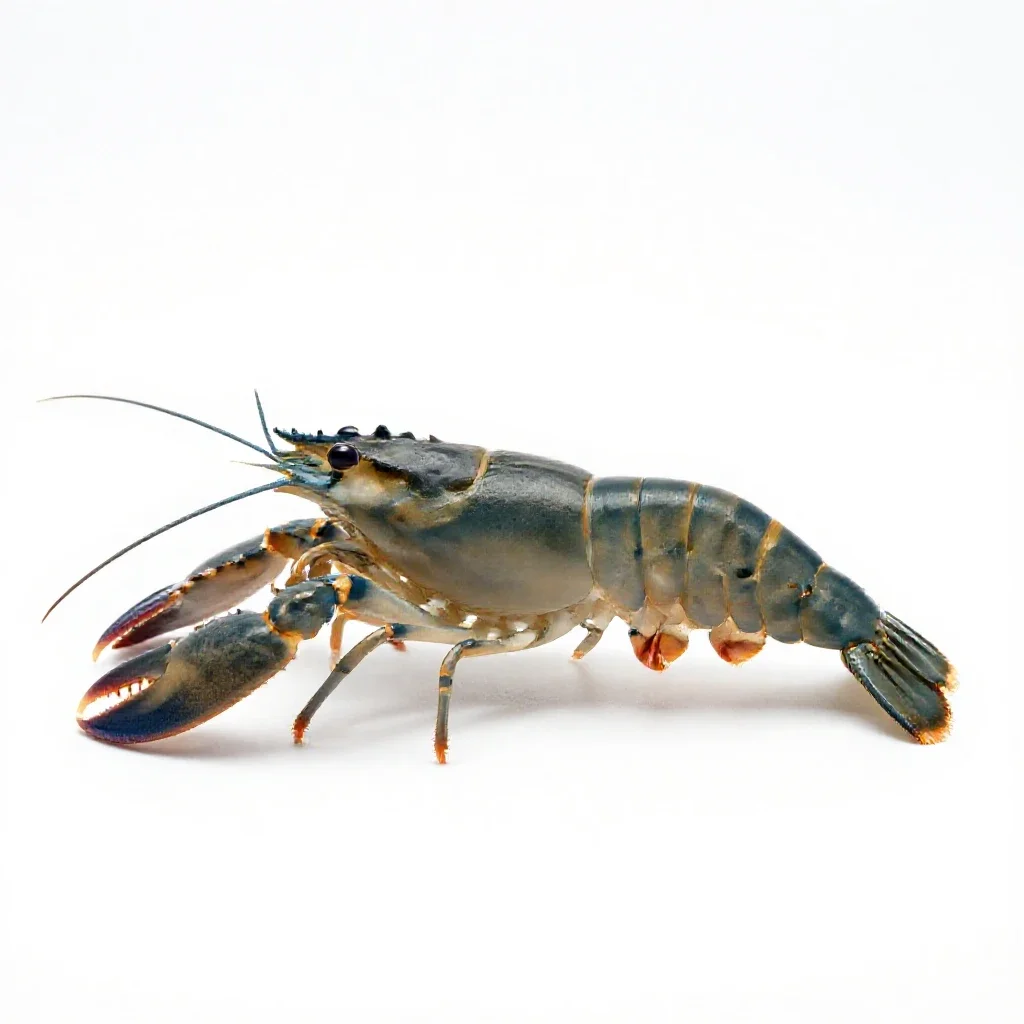 Snapping shrimp isolated on a white background