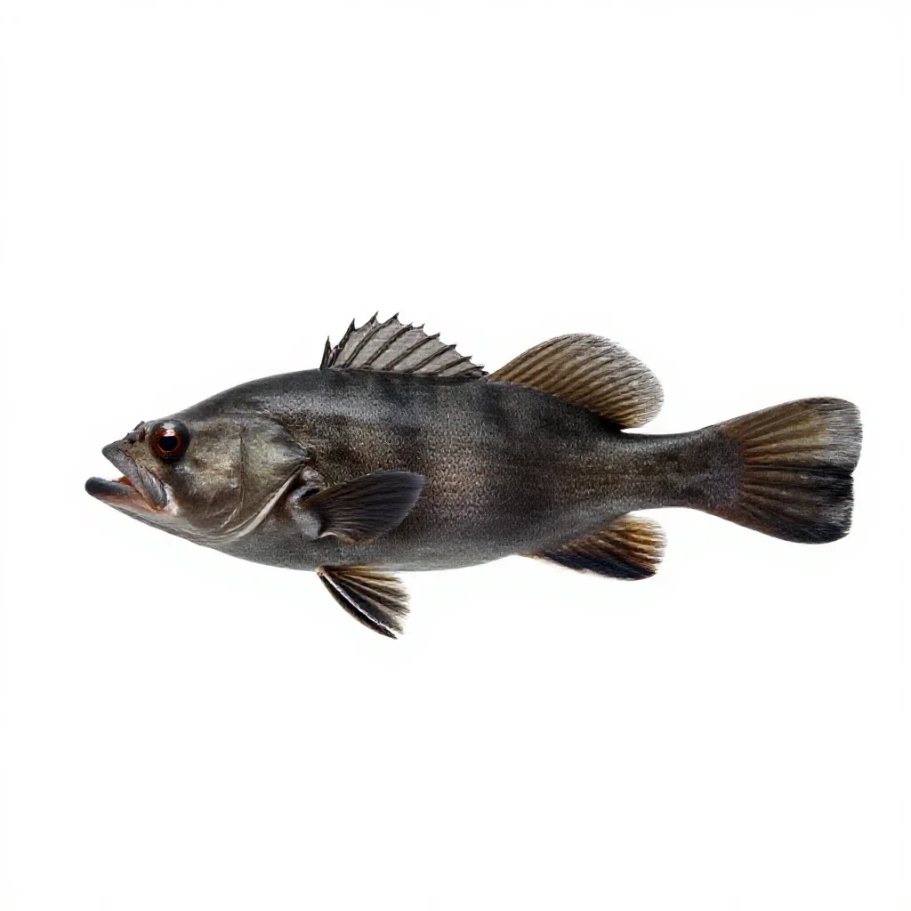 Snipefish isolated on a white background