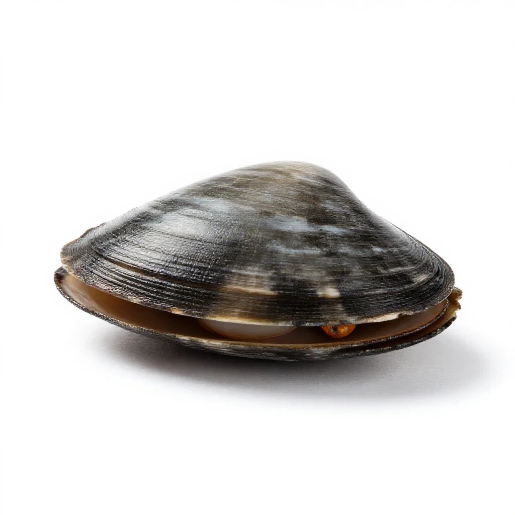 Soft-shell clam isolated on a white background