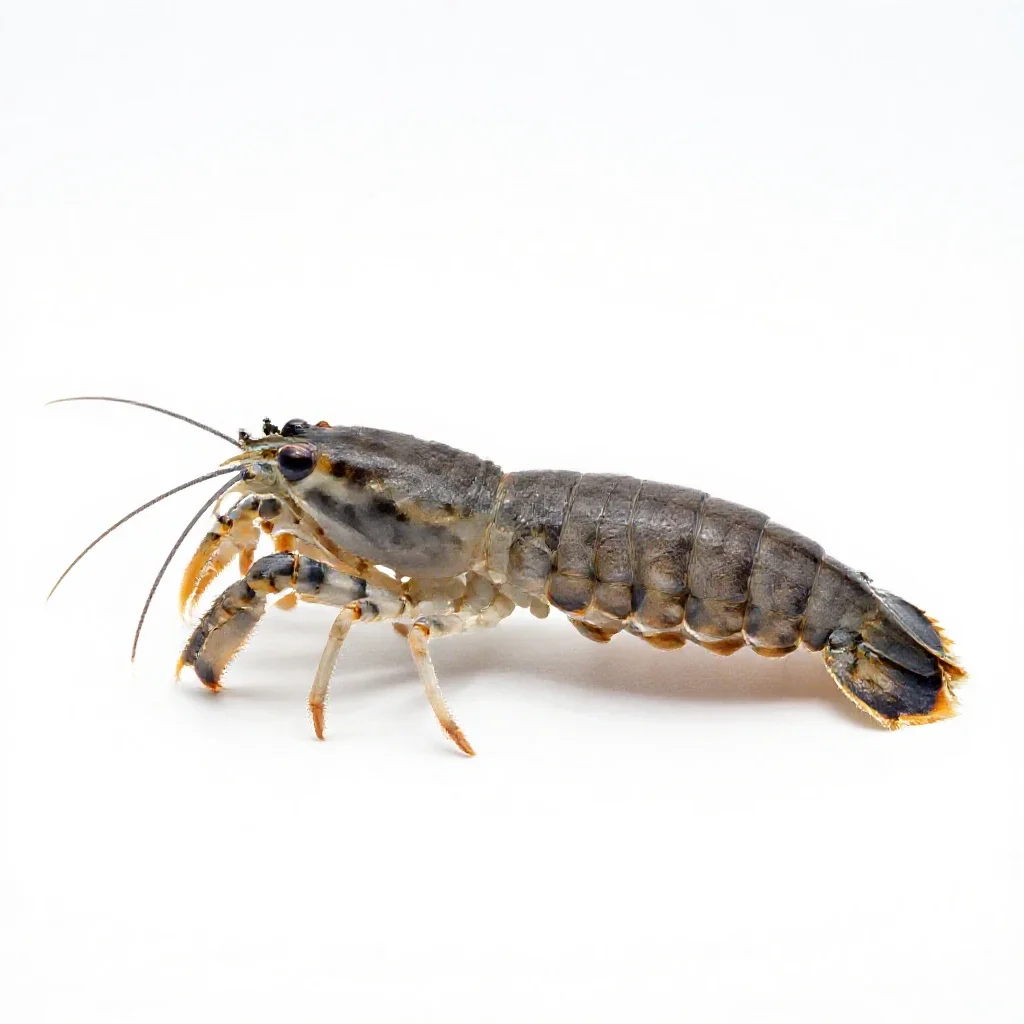 Squilla isolated on a white background