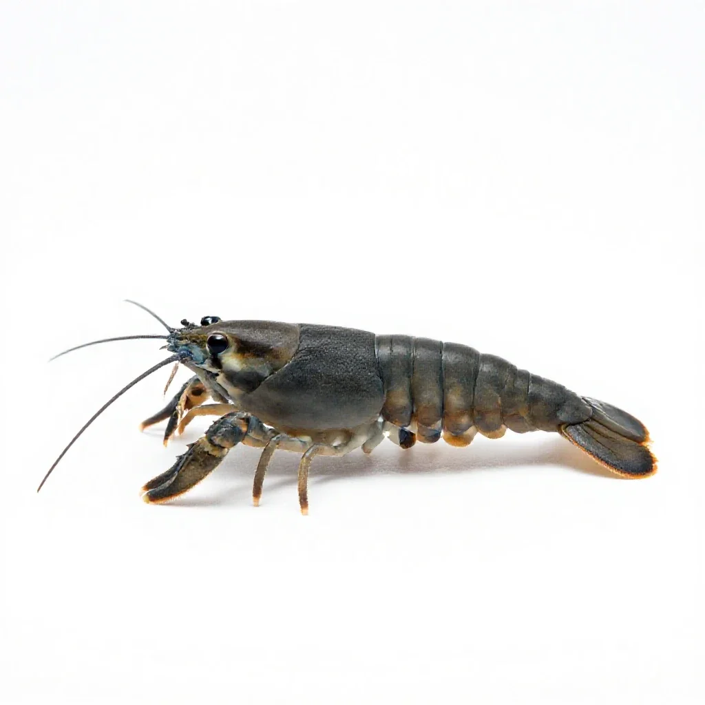 Tadpole shrimp isolated on a white background