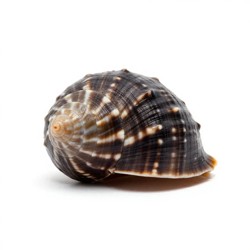Triton isolated on a white background
