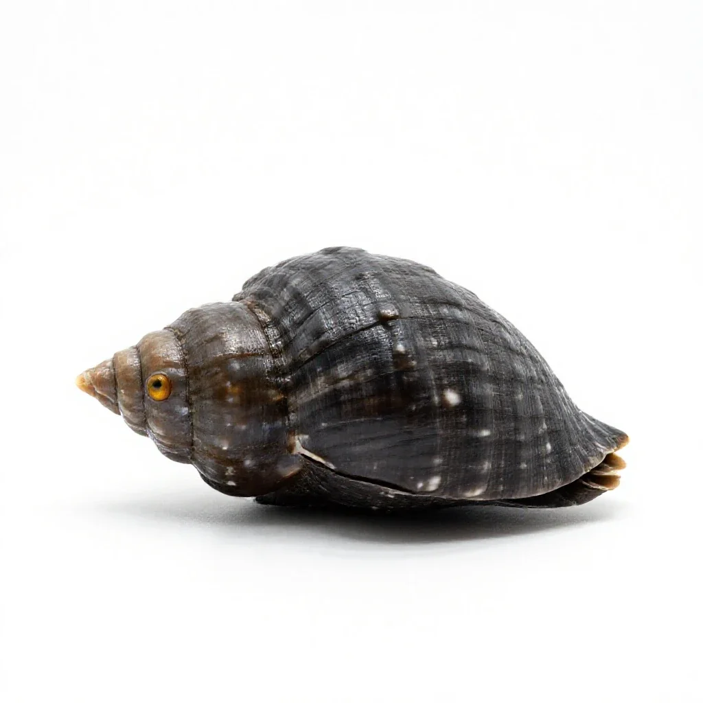 Whelk isolated on a white background