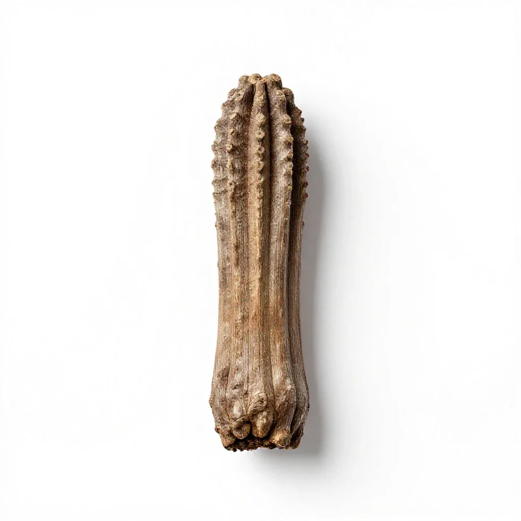 Ponderosa isolated on a white background