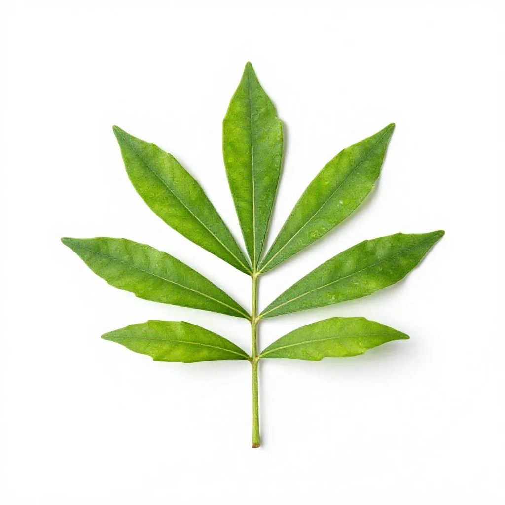 Yacca isolated on a white background