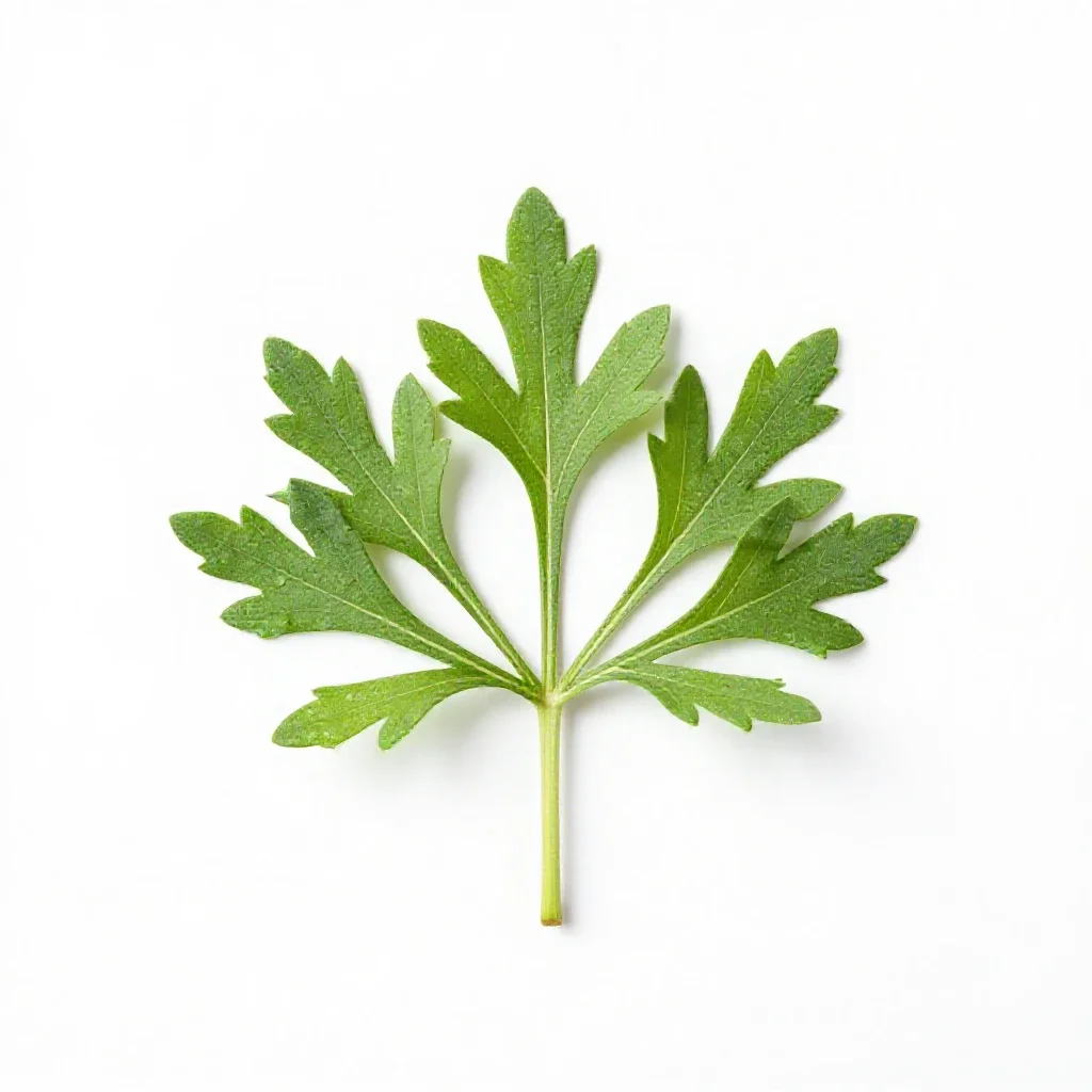 Yew isolated on a white background