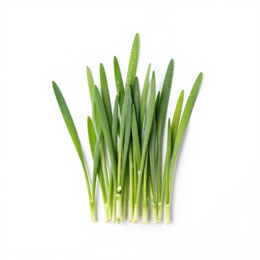 Barley grass isolated on a white background