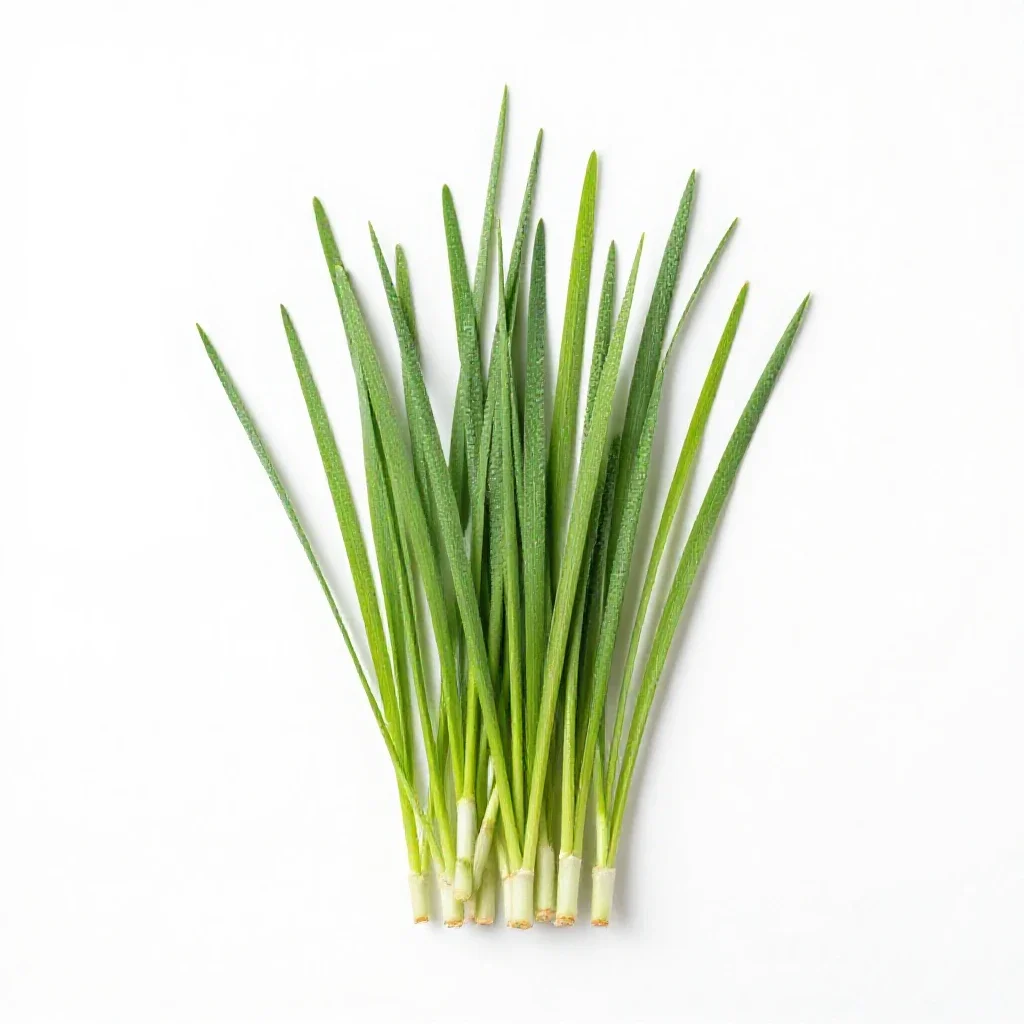 Barnyard grass isolated on a white background