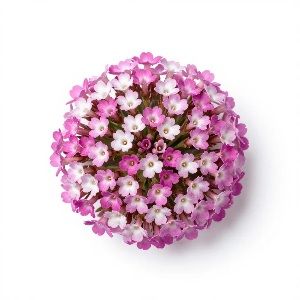 Beach sand verbena isolated on a white background