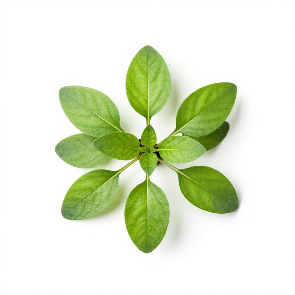 Beefsteak plant isolated on a white background