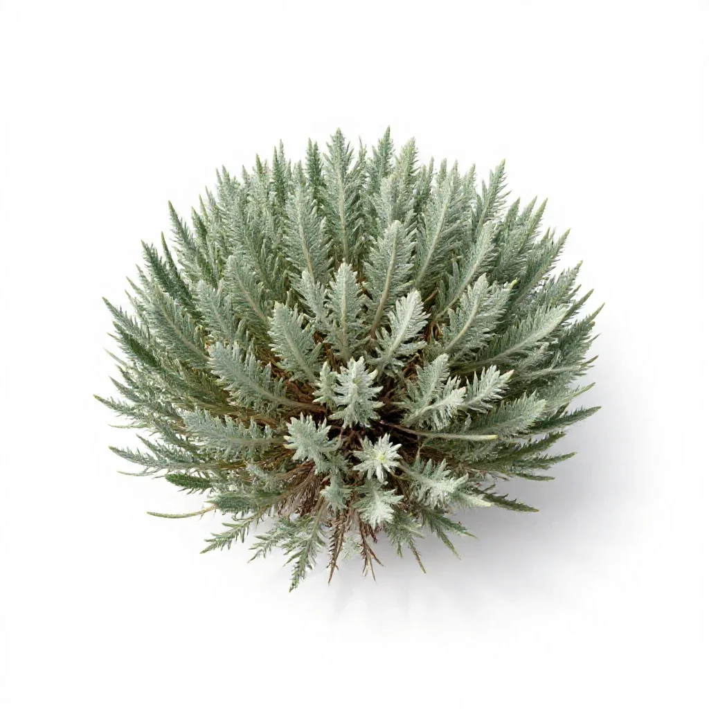 Big sagebrush isolated on a white background