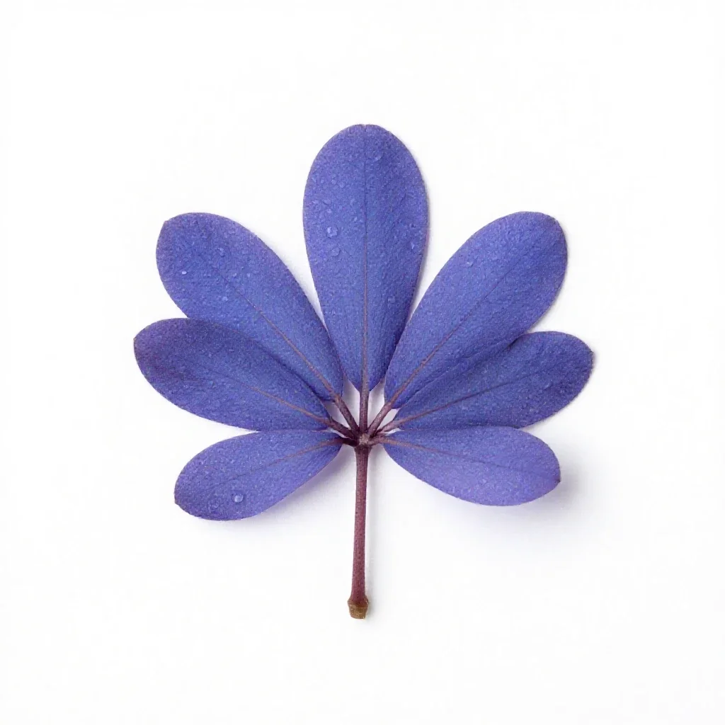 Blue cohosh isolated on a white background