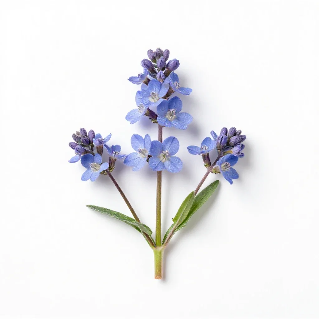 Blue fleabane isolated on a white background