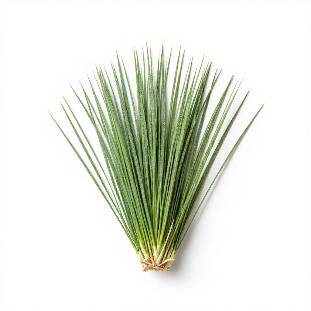 Blue grama isolated on a white background