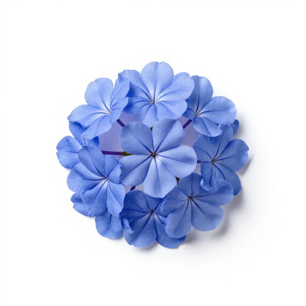 Blue jasmine isolated on a white background
