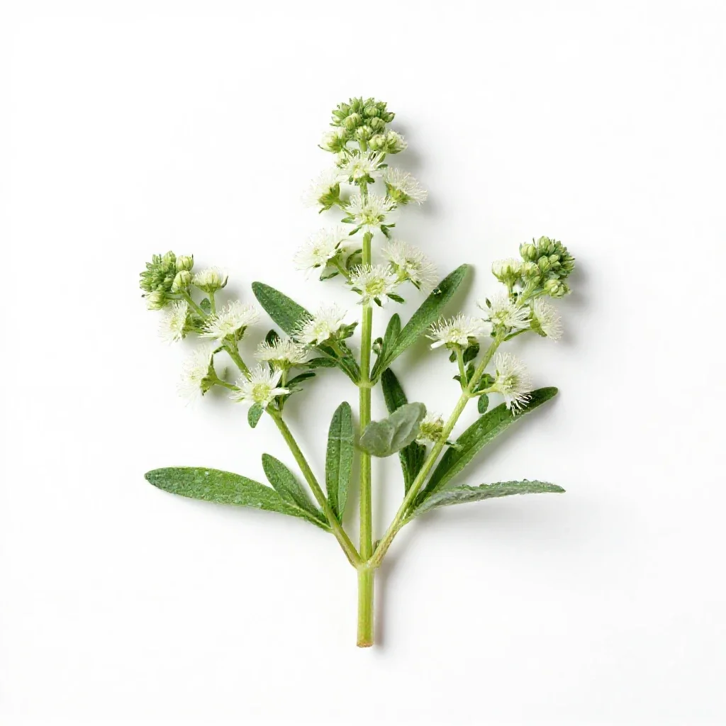 Boneset isolated on a white background
