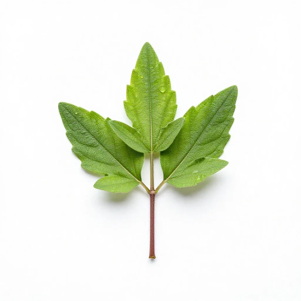 Borage isolated on a white background