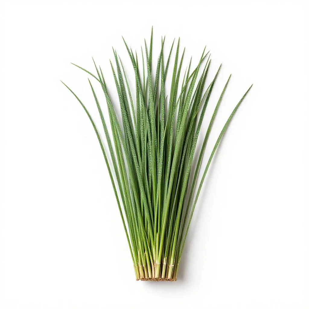 Broom sedge isolated on a white background