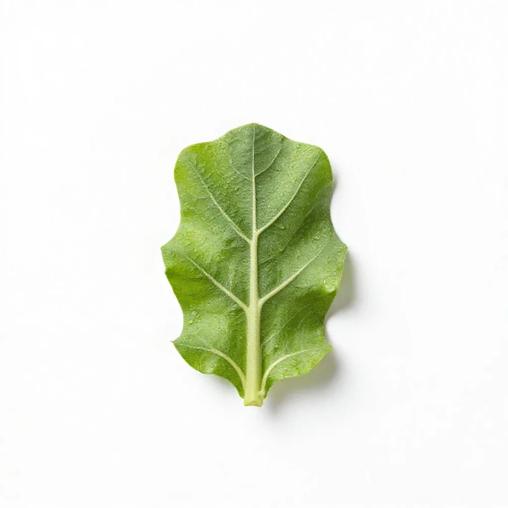 Buckler mustard isolated on a white background