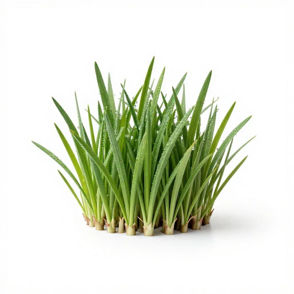 Buffalo grass isolated on a white background