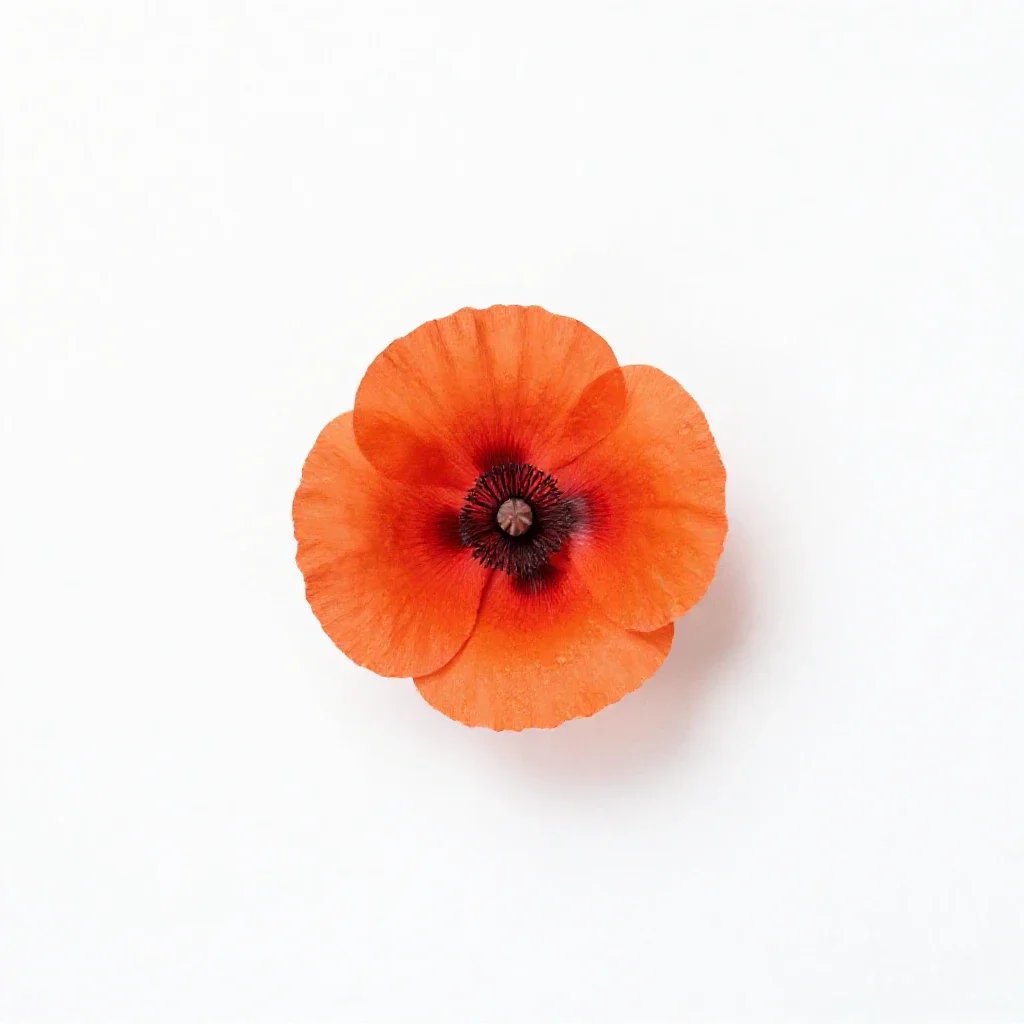Bush poppy isolated on a white background