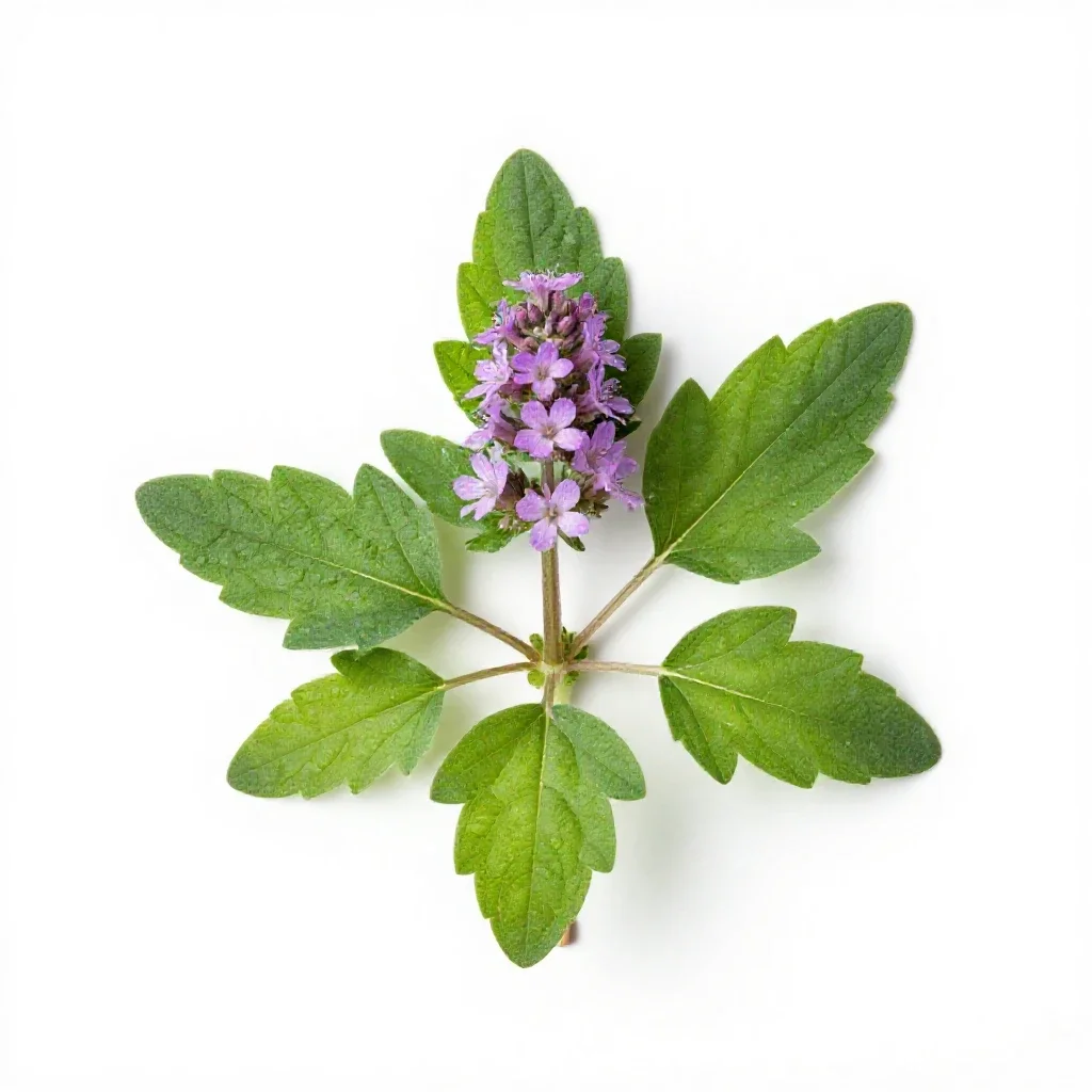 Butterbur isolated on a white background