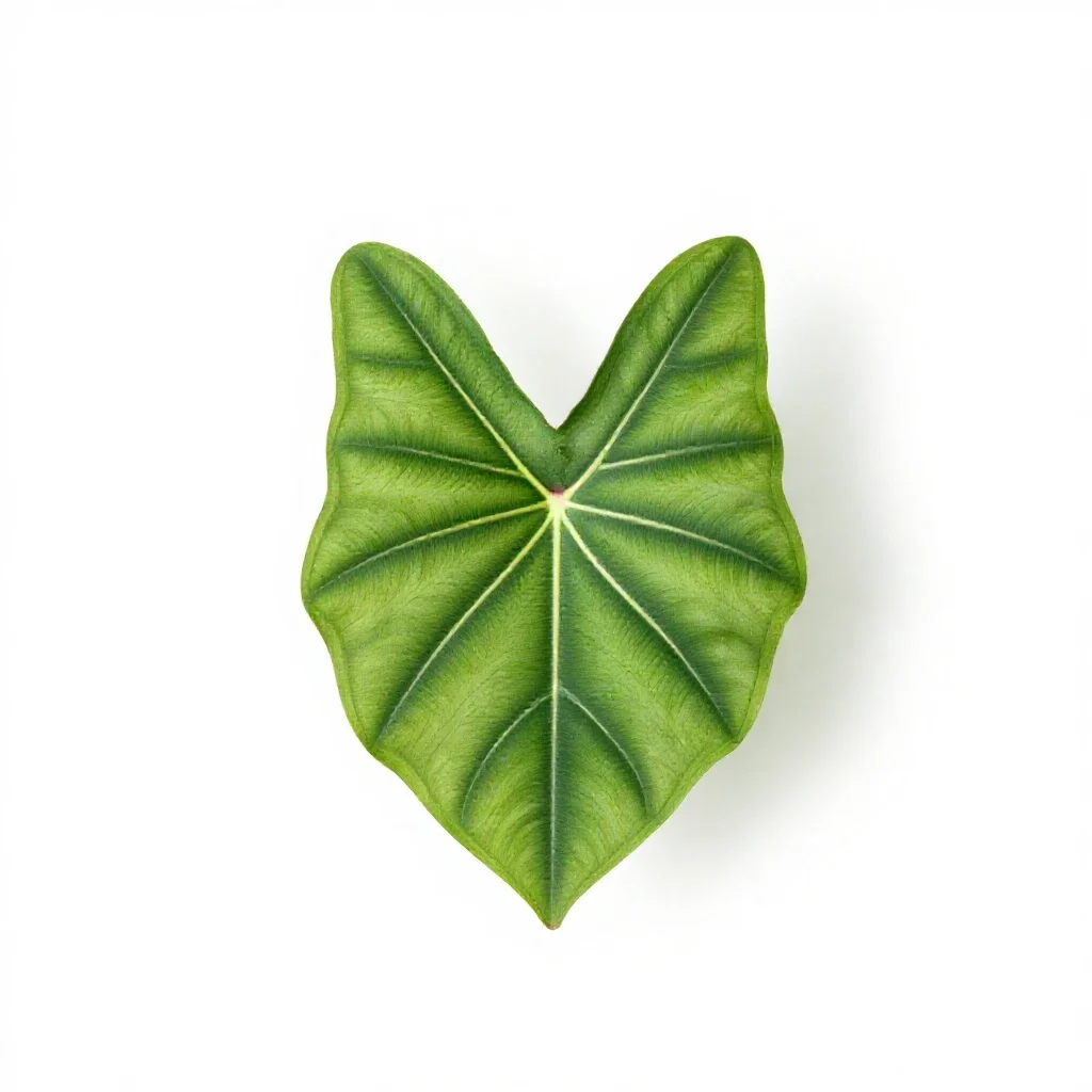 Caladium isolated on a white background