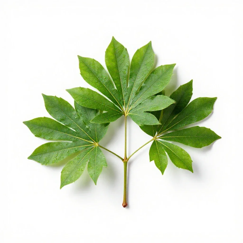 Caper tree isolated on a white background