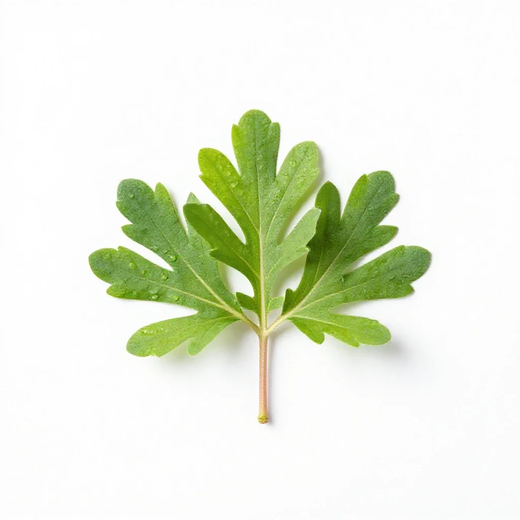 Caryophyllaceous plant isolated on a white background