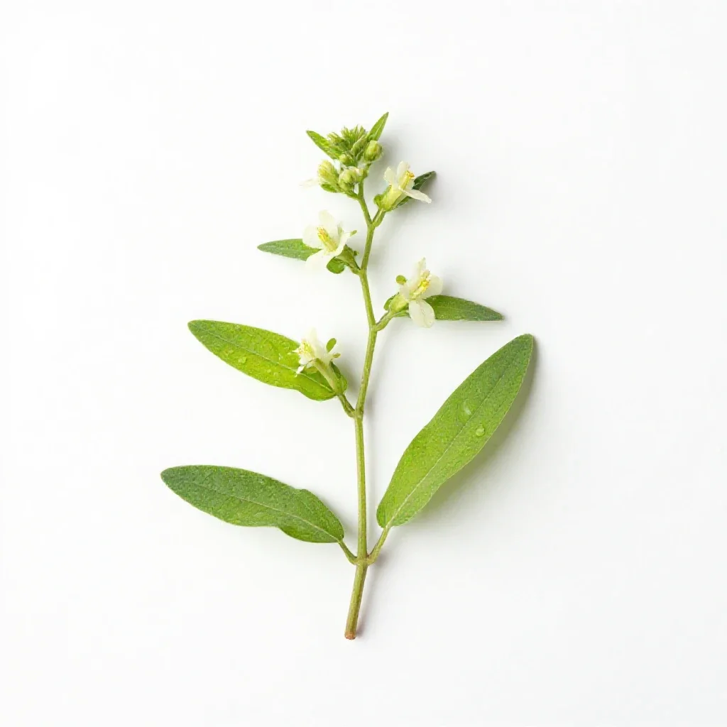 Climbing hempweed isolated on a white background