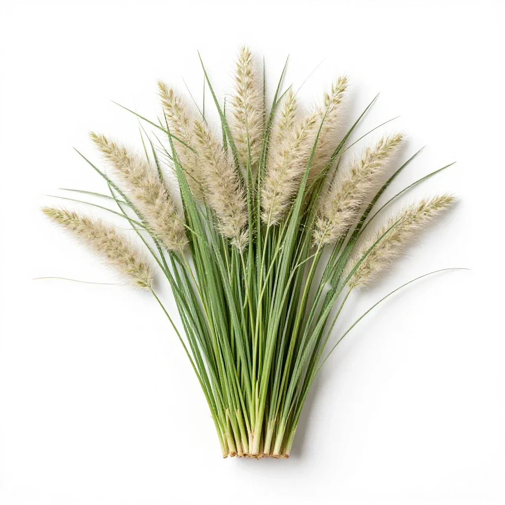 Cloud grass isolated on a white background