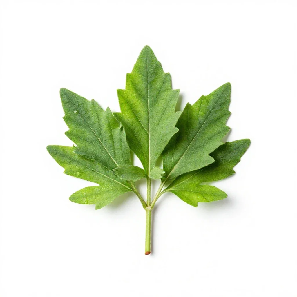 Comfrey isolated on a white background