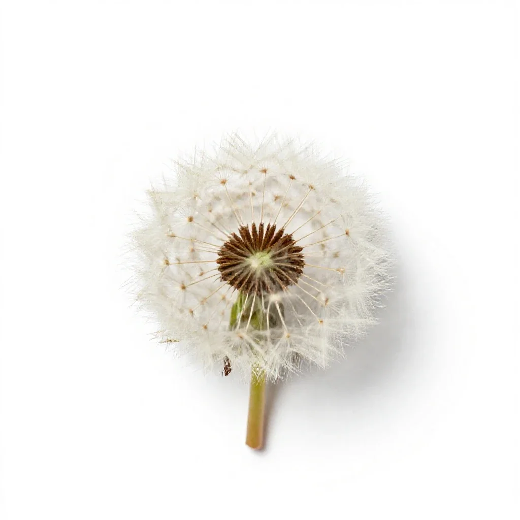 Common dandelion isolated on a white background