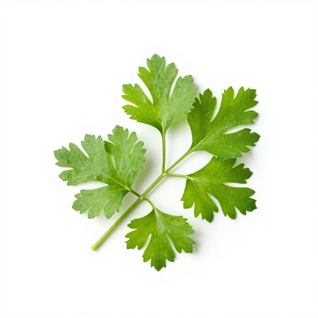 Coriander isolated on a white background