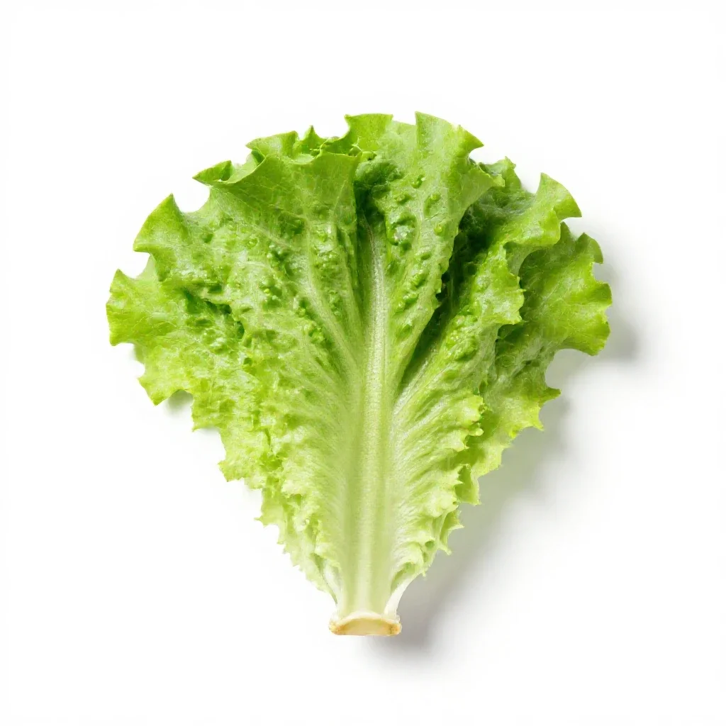 Cos lettuce isolated on a white background