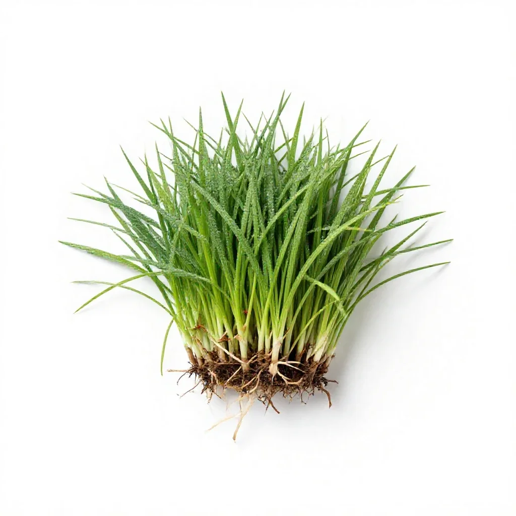 Crabgrass isolated on a white background