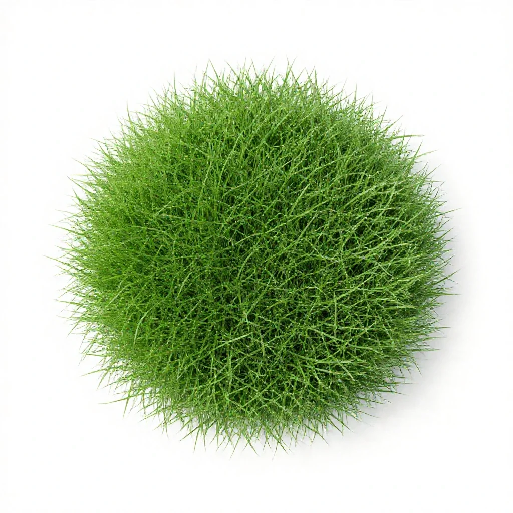 Creeping bent isolated on a white background