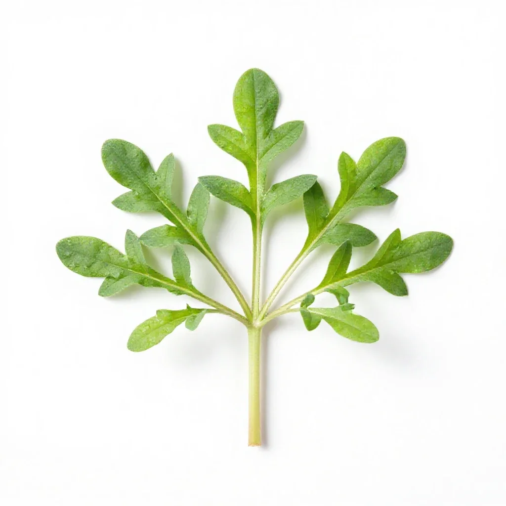 Creeping buttercup isolated on a white background