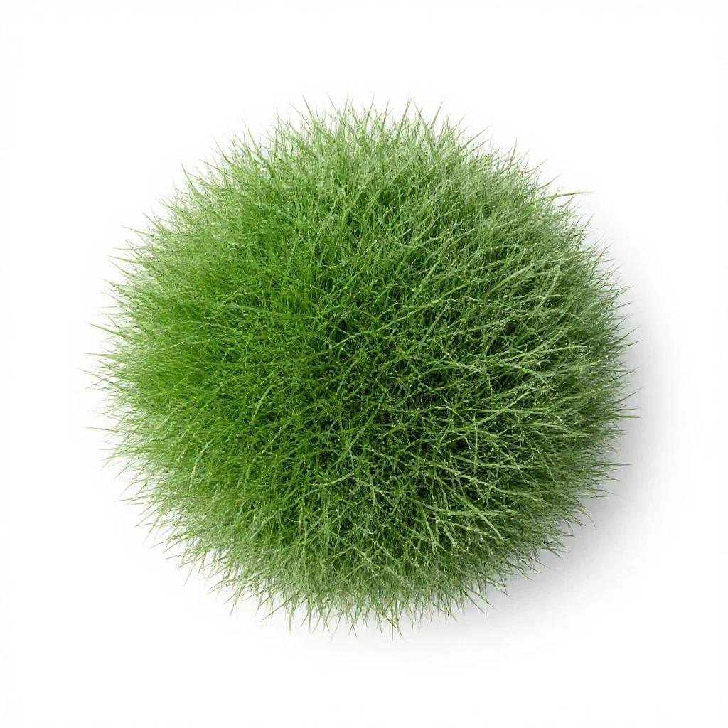 Creeping soft grass isolated on a white background