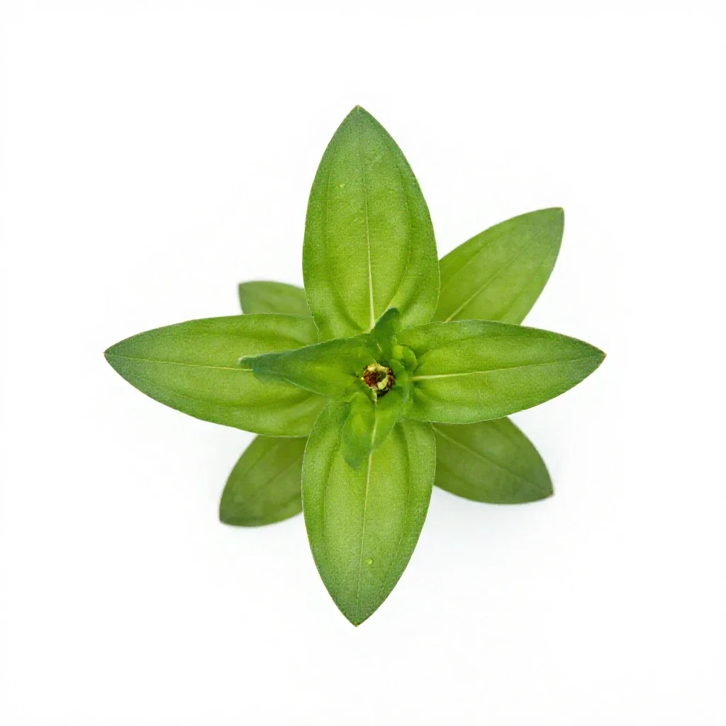 Creeping zinnia isolated on a white background