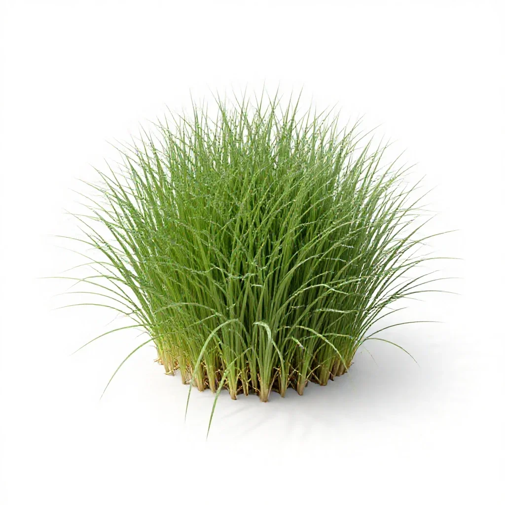 Crested wheatgrass isolated on a white background
