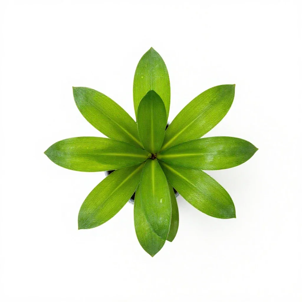 Cryptocoryne isolated on a white background