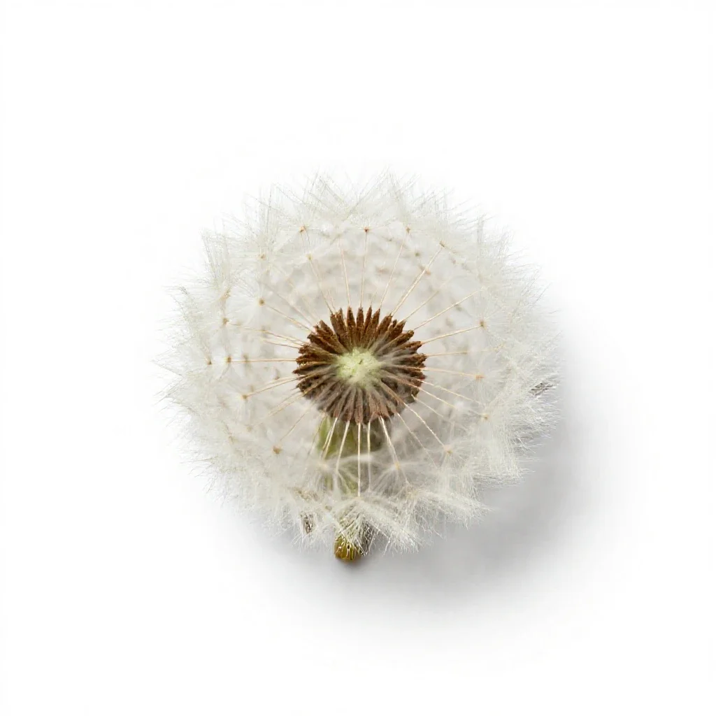 Dandelion isolated on a white background
