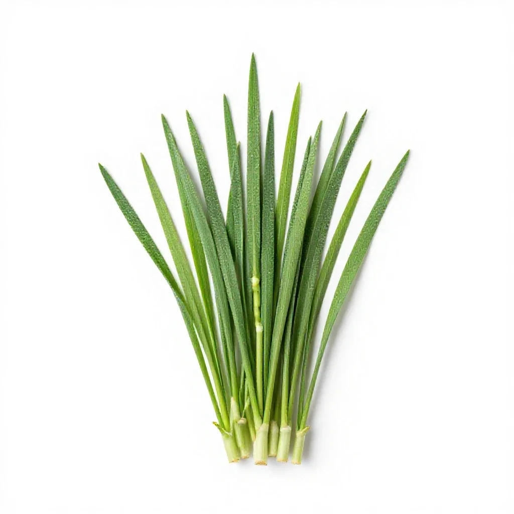 Darnel isolated on a white background