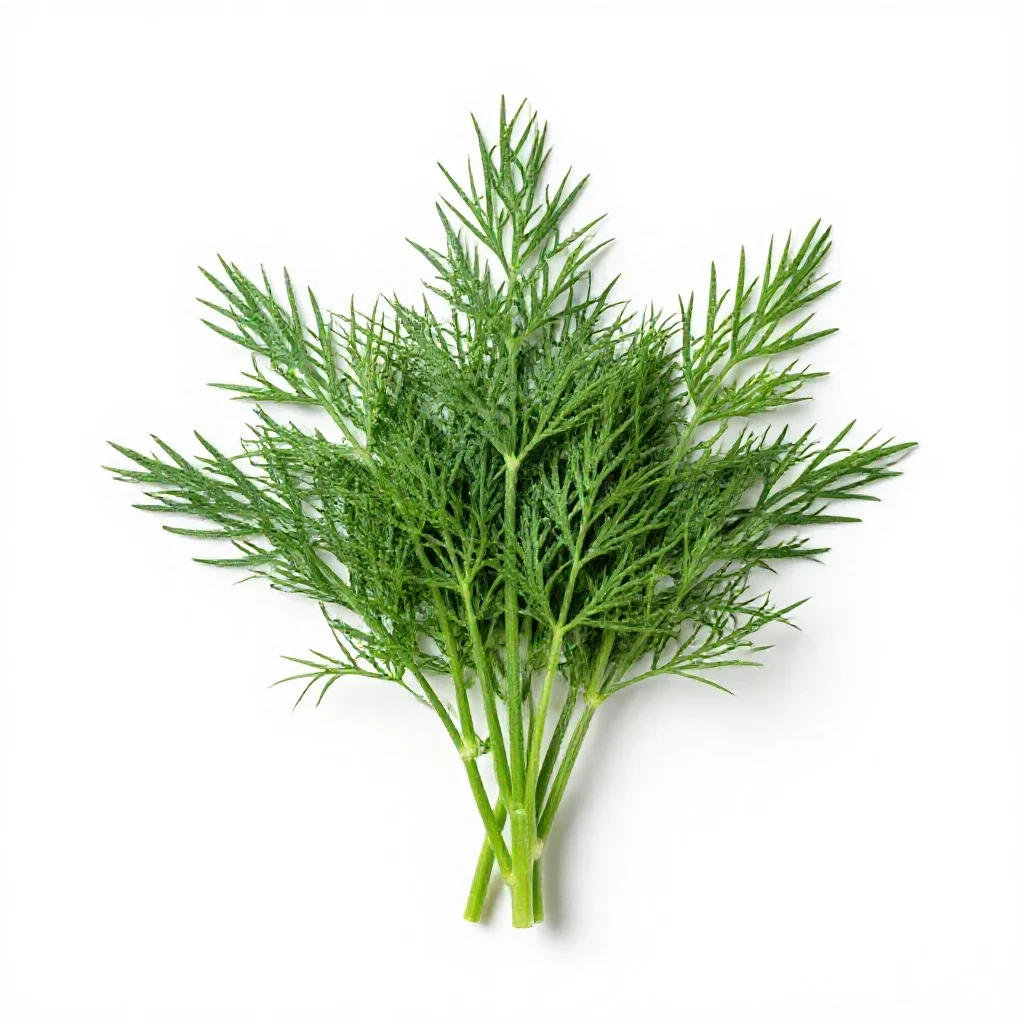 Dill isolated on a white background
