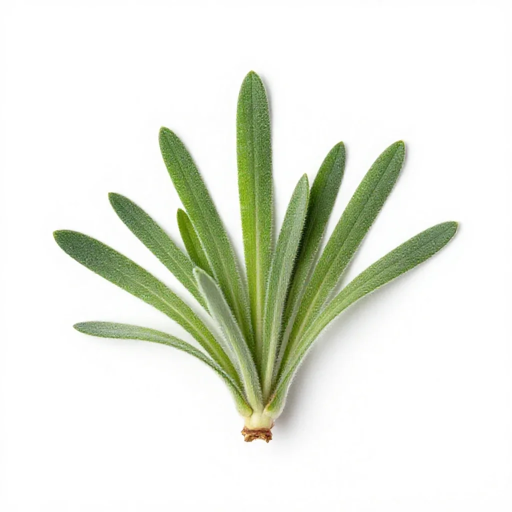 Downy brome isolated on a white background