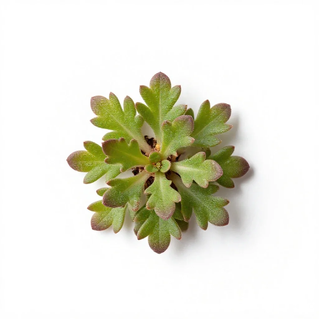 Dwarf hulsea isolated on a white background